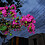 tokyojoe_2008